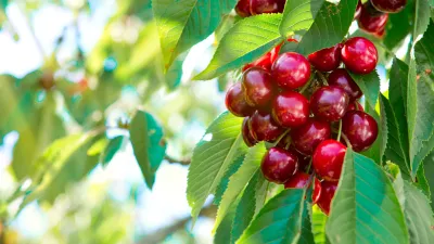 Če&scaron;nja z mamljivimi plodovi. Fotografija je simbolična. / Foto: iStock