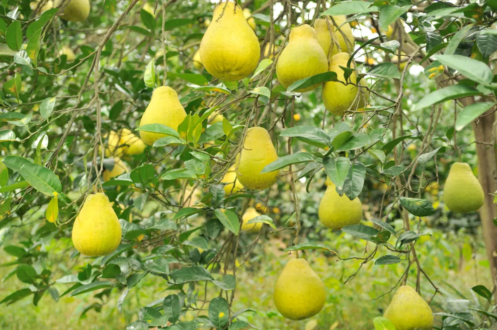 Pomelo na drevesu / Foto: Istock