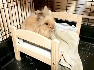 Lionhead rabbit Herbie, 15, who is the worlds oldest rabbit. // A rabbit has lived double his life expectancy to become the world�s oldest. Lionhead rabbit Herbie has been crowned the world�s oldest rabbit living by Guinness World Records. He was officially assessed at the age of 15 years and 82 days back in November � with those in his breed usually living between seven and 10 years. Herbie, who lives with owners Richard and Melissa Dunham in Surrey, was brought home from a pet shop when he was eight weeks old. He joined the family as a mate for Flopsy after her boyfriend Starsky died. Teachers Richard and Melissa have been keeping rabbits for 16 years. Photo released 29/04/2026,Image: 1095295818, License: Rights-managed, Restrictions: Editorial use, commercial use may require additional licenses. We don't use AI to make images which could be mistaken for news photos. AI use will be clearly indicated. Supplied on condition you ensure personal data is processed in compliance with UK GDPR, Model Release: no