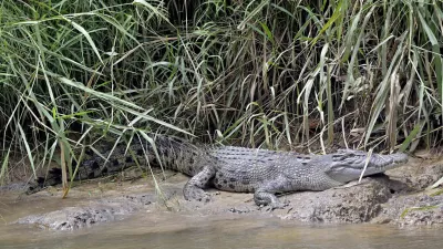 Krokodil im Daintree River, Cairns, Queensland, Australien, Australia, Regenwald, Rainforest, Salzwasserkrokodil, Saltwater crocodile, Krokodil, Crocodile, Saltie, Reptil, Reptile, Wildtier, Wildlife, Fluss, River, Mangroven, Mangroves, Natur, Nature, Abenteuer, Adventure, Safari, Bootstour, River cruise, Gefahr, Danger, Raubtier, Predator, Tropen, Tropics, Nationalpark, National park, Ökotourismus, Ecotourism, Fotomotiv, Photo spot *** Crocodile in the Daintree River, Cairns, Queensland, Australia, Rainforest, Rainforest, Saltwater crocodile, Crocodile, Crocodile, Saltie, Reptile, Reptile, Wild animal, Wildlife, River, River, Mangroves, Nature, Adventure, Safari, Boat tour, River cruise, Danger, Predator, Tropics, National park, Natio,Image: 1030573298, License: Rights-managed, Restrictions: imago is entitled to issue a simple usage license at the time of provision. Personality and trademark rights as well as copyright laws regarding art-works shown must be observed. Commercial use at your own risk., Model Release: no