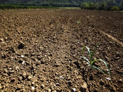 suha zemlja - kmetijsko zemlji&scaron;če - polje - Vipavska dolina 2012 - su&scaron;a      //FOTO: Jaka Gasar