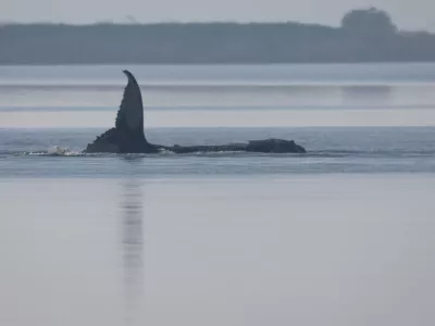 The humpback whale, nicknamed Timmy, remains trapped near the island of Poel, Germany, Friday, April 17, 2026. (Jens B&uuml;ttner/dpa via AP)