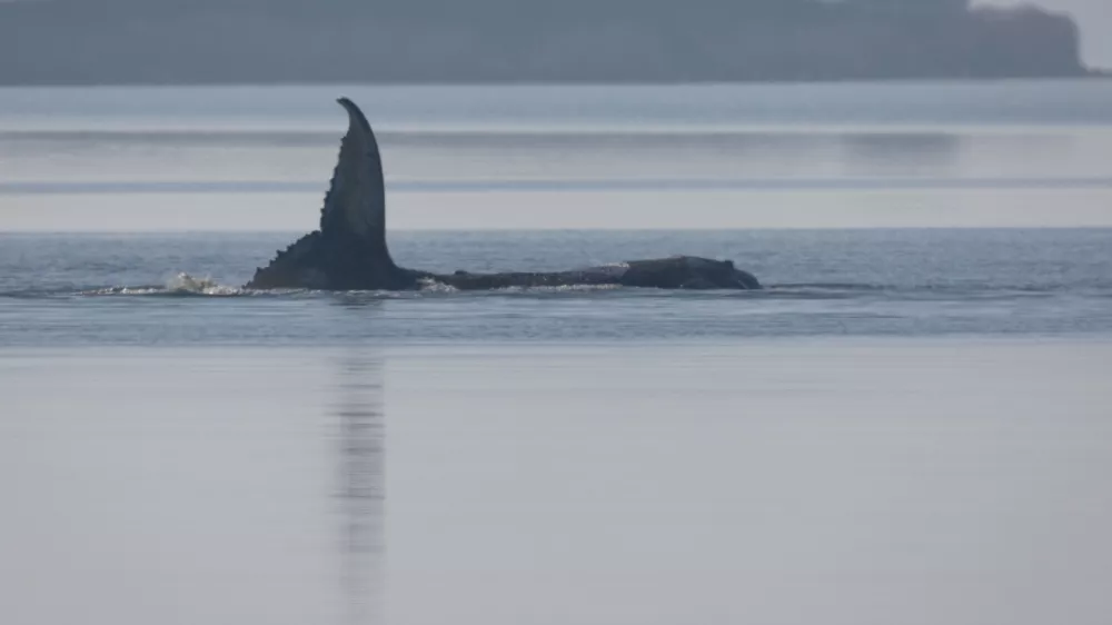 The humpback whale, nicknamed Timmy, remains trapped near the island of Poel, Germany, Friday, April 17, 2026. (Jens B&uuml;ttner/dpa via AP)