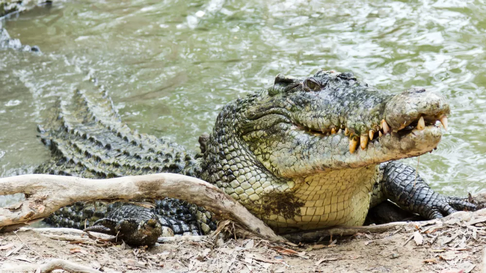 Krokodili lahko živijo v sladki ali slani vodi. Tale ima raje sol.