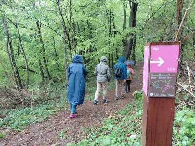Gozdne terapije potekajo po označenih poteh in vso vodene v manj&scaron;ih skupinah