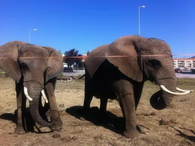 This undated handout picture taken at an unknown location and released by the Victor Hugo Cardinali Circus on May 6, 2026, shows Julie (L), the last circus elephant in Portugal, pictured next to a companion. A 40-year-old female African elephant named Julie, the last wild animal still held by a circus in Portugal, will be transferred to a new elephant sanctuary in the south of the country.,Image: 1097100573, License: Rights-managed, Restrictions: RESTRICTED TO EDITORIAL USE - MANDATORY CREDIT "AFP PHOTO / CIRCO VICTOR HUGO CARDINALI" - HANDOUT - NO MARKETING NO ADVERTISING CAMPAIGNS - DISTRIBUTED AS A SERVICE TO CLIENTSTO GO WITH AFP STORY BY THOMAS CABRAL, ***HANDOUT image or SOCIAL MEDIA IMAGE or FILMSTILL for EDITORIAL USE ONLY! * Please note: Fees charged by Profimedia are for the Profimedia's services only, and do not, nor are they intended to, convey to the user any ownership of Copyright or License in the material. Profimedia does not claim any ownership including but not limited to Copyright or License in the attached material. By publishing this material you (the user) expressly agree to indemnify and to hold Profimedia and its directors, shareholders and employees harmless from any loss, claims, damages, demands, expenses (including legal fees), or any causes of action or allegation against Profimedia arising out of or connected in any way with publication of the material. Profimedia does not claim any copyright or license in the attached materials. Any downloading fees charged by Profimedia are for Profimedia's services only. * Handling Fee Only ***, Model Release: no
