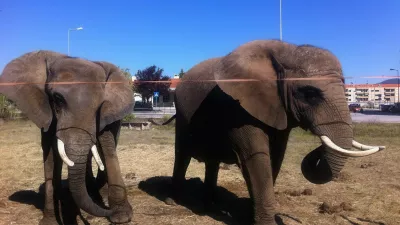 This undated handout picture taken at an unknown location and released by the Victor Hugo Cardinali Circus on May 6, 2026, shows Julie (L), the last circus elephant in Portugal, pictured next to a companion. A 40-year-old female African elephant named Julie, the last wild animal still held by a circus in Portugal, will be transferred to a new elephant sanctuary in the south of the country.,Image: 1097100573, License: Rights-managed, Restrictions: RESTRICTED TO EDITORIAL USE - MANDATORY CREDIT "AFP PHOTO / CIRCO VICTOR HUGO CARDINALI" - HANDOUT - NO MARKETING NO ADVERTISING CAMPAIGNS - DISTRIBUTED AS A SERVICE TO CLIENTSTO GO WITH AFP STORY BY THOMAS CABRAL, ***HANDOUT image or SOCIAL MEDIA IMAGE or FILMSTILL for EDITORIAL USE ONLY! * Please note: Fees charged by Profimedia are for the Profimedia's services only, and do not, nor are they intended to, convey to the user any ownership of Copyright or License in the material. Profimedia does not claim any ownership including but not limited to Copyright or License in the attached material. By publishing this material you (the user) expressly agree to indemnify and to hold Profimedia and its directors, shareholders and employees harmless from any loss, claims, damages, demands, expenses (including legal fees), or any causes of action or allegation against Profimedia arising out of or connected in any way with publication of the material. Profimedia does not claim any copyright or license in the attached materials. Any downloading fees charged by Profimedia are for Profimedia's services only. * Handling Fee Only ***, Model Release: no