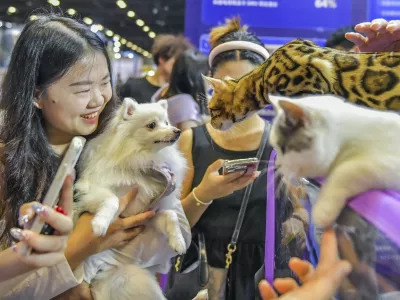 NANNING, CHINA - AUGUST 09: A visitor holding a dog views cats at an exhibition of 2025 Grandeur World Pet Fair at Nanning International Convention and Exhibition Center on August 9, 2025 in Nanning, Guangxi Zhuang Autonomous Region of China. Copyright: xVCGx 111584096366,Image: 1028459412, License: Rights-managed, Restrictions: imago is entitled to issue a simple usage license at the time of provision. Personality and trademark rights as well as copyright laws regarding art-works shown must be observed. Commercial use at your own risk.;PUBLICATIONxNOTxINxCHN, Model Release: no