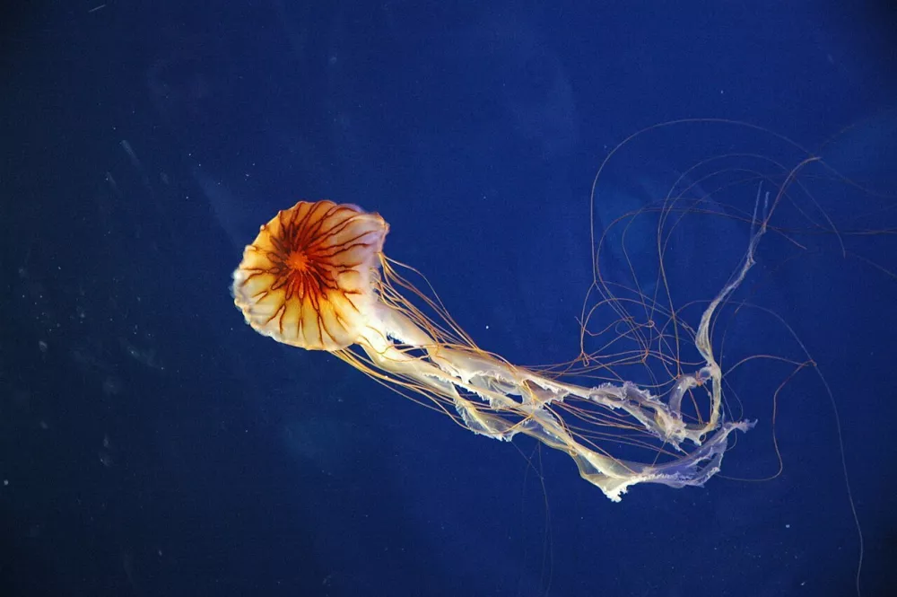Kompasna meduza Chrysaora hysoscella