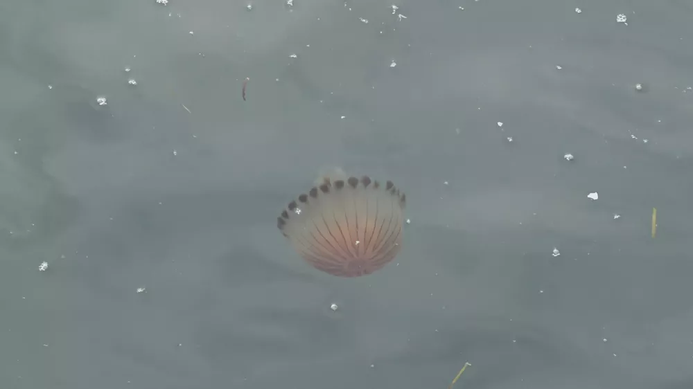 Koper, promenada.Meduze na koprski promenadi.