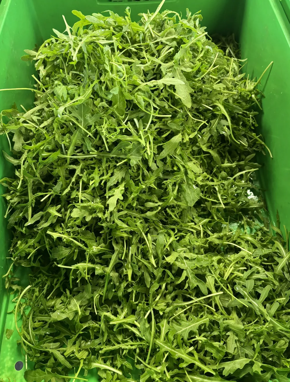 Rukola na prvi pogled spominja na regrat.