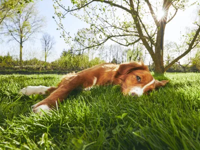 Springtime on the garden. Cute dog (Nova Scotia Duck Tolling Retriever) resting under tree on the garden during sunset.