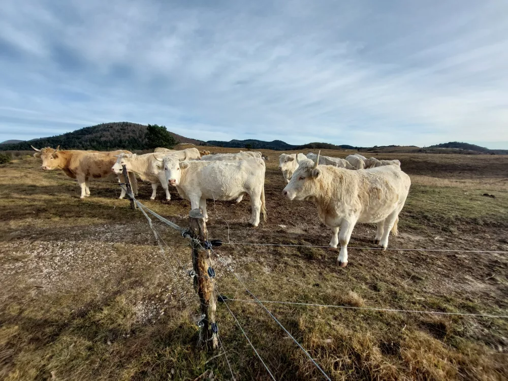 Snežnik, pa&scaron;nik, govedo / Foto: Dragica Jaksetič/občina Ilirska Bistrica