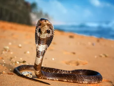 live King cobra on the beach sand