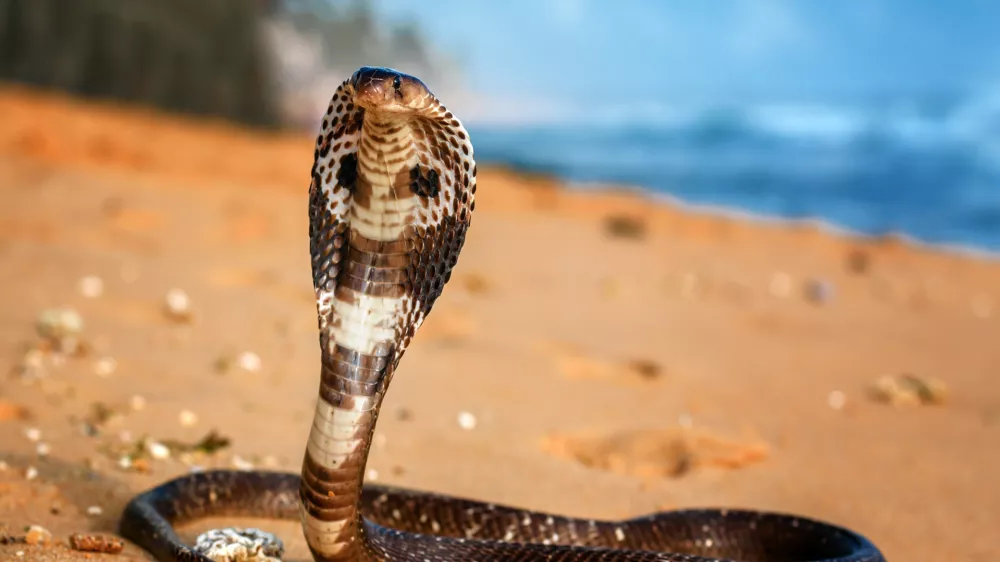 live King cobra on the beach sand
