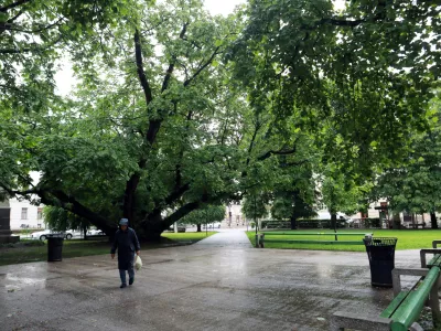 12.05.2026 - Miklo&scaron;ičev parkFoto: Tomaž Skale