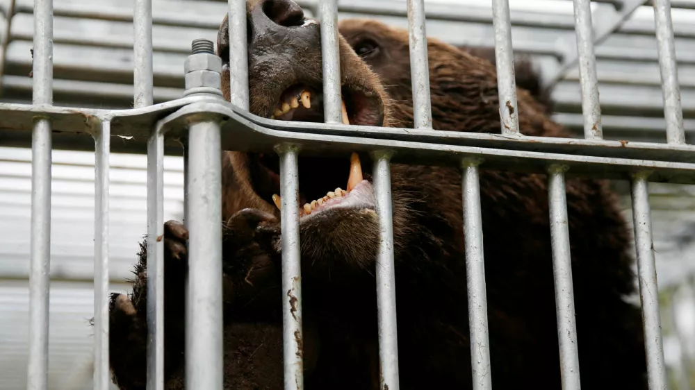 FILE PHOTO: A brown bear gnaws at the cage it is trapped in in Sunagawa, Hokkaido Prefecture, Japan October 16, 2024. REUTERS/Sakura Murakami/File Photo