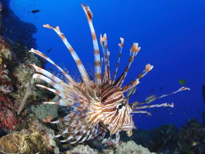 Plamenka je strupena riba, ki prihaja iz Indijskega oceana. Nevarna nam je le, če se zbodemo na njenih bodicah. Opazili so jo v bližini hrva&scaron;kega otoka Mljet. 