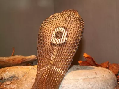 kača - monokel kobra