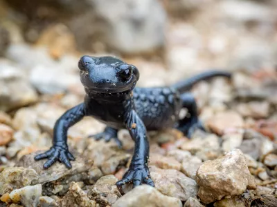 Close-up of a black Salamander on a rock / Foto: Mathias M&ouml;ller Getty Images/istockphoto