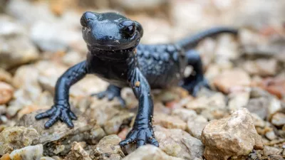 Close-up of a black Salamander on a rock / Foto: Mathias M&ouml;ller Getty Images/istockphoto