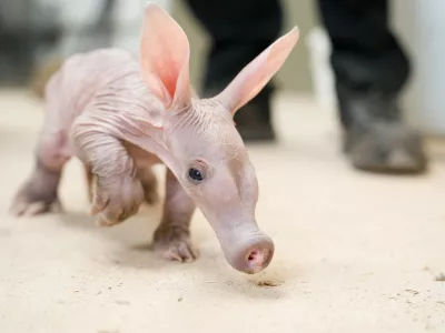 ONLINE EMBARGO 00.01 BST, 20/05/26Keepers at Chester Zoo have stepped in to help save the life of an adorable baby aardvark - by hand-rearing him with a bottle. // The tiny calf called Womble is being bottle-fed warm milk throughout the night to help him grow after mum Oni failed to produce enough milk to support her newborn. The cute new arrival - which is said to be the UK's only baby aardvark - was born at the zoo on April 3 to Oni, 13, and 10-year-old dad Koos. But conservationists have been forced to step in to help raise the naturally nocturnal animal and are now providing supplementary nightly feeds over several weeks. Photo released 19/05/2026,Image: 1100668052, License: Rights-managed, Restrictions: Editorial use, commercial use may require additional licenses. We don't use AI to make images which could be mistaken for news photos. AI use will be clearly indicated. Supplied on condition you ensure personal data is processed in compliance with UK GDPR, Model Release: no 