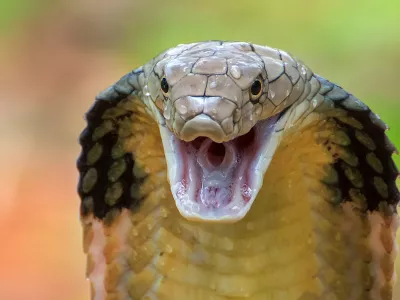 Angry king cobra in attack position