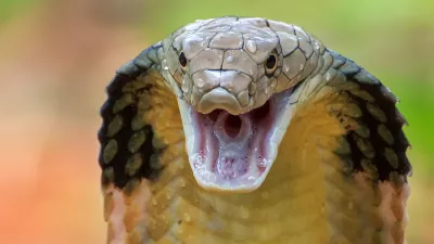 Angry king cobra in attack position