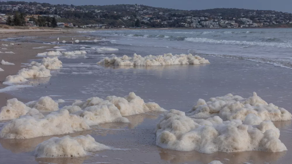 An algae bloom caused by Karenia mikimotoi off Brighton, South Australia, forming surface foam and harming marine life. This toxic algae depletes oxygen and can cause fish and invertebrate deaths, often turning the water reddish-brown during warm, nutrient-rich conditions.