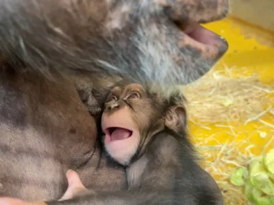 Foto: Arhiv ZOO Ljubljana