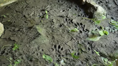 Na blatnem delu skalnate obale so zasledili več stopinj vidre.