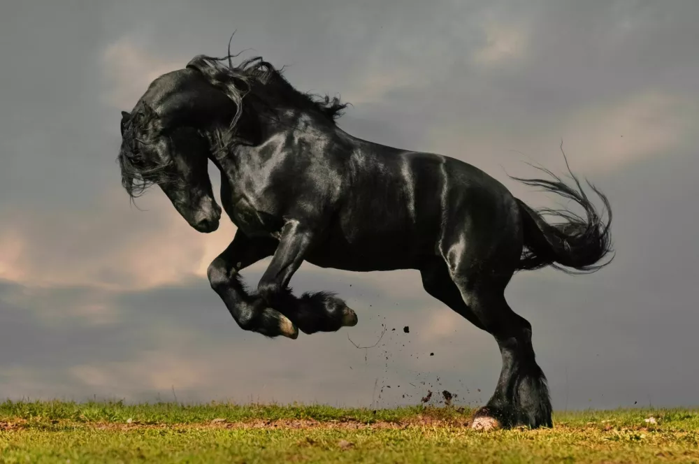 black friesian stallion gallop in sunset / Foto: Vikarus