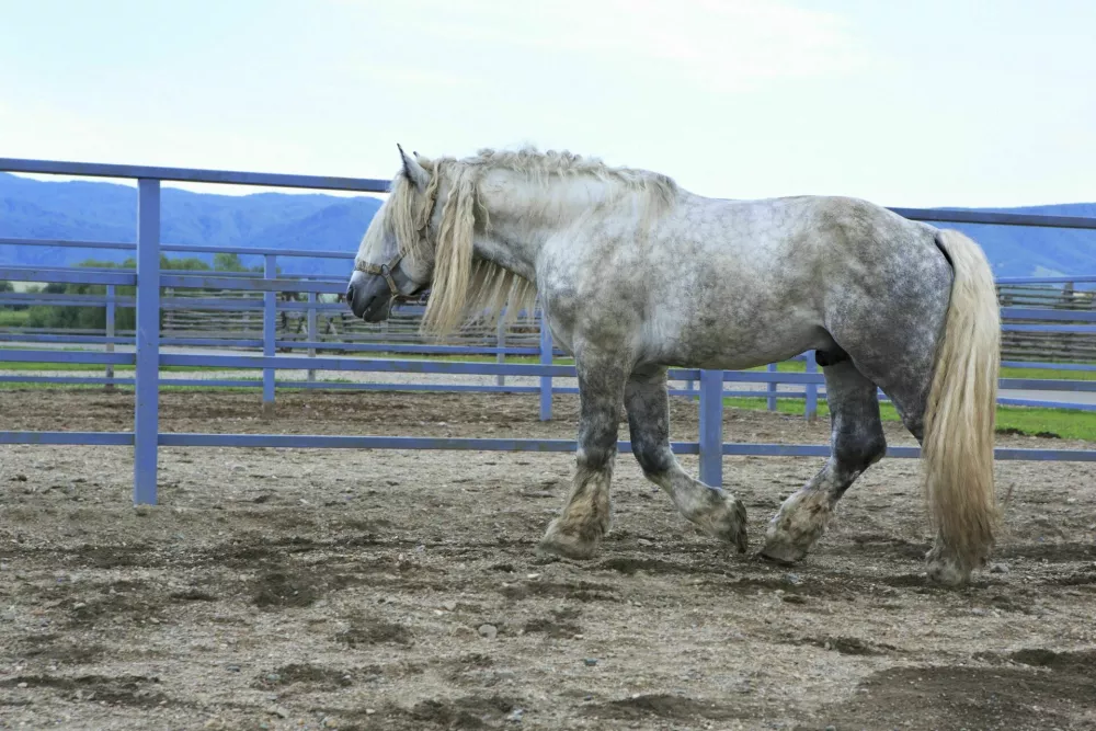 Beautiful young stallion gray suit breed Percheron. / Foto: Yykkaa