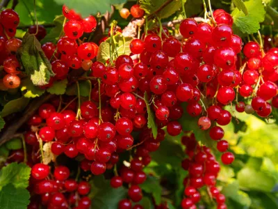branch of red currants with leaves and berries, on a Sunny summer day / Foto: Elena Chelysheva