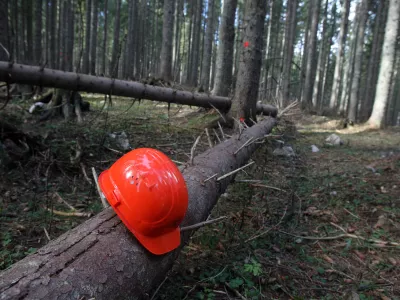 - Pokljuka - poklju&scaron;ki gozdovi gostili politike - Zavod za gozdove Slovenije je povabil člane odbora DZ za za kmetijstvo, gozdarstvo in prehrano, da bi se na lastne oči prepričali kako poteka sečnja in spravilo v ujmah po&scaron;kodovanega lesa  ///FOTO: Luka CjuhaOPOMBA: ZA OBJAVO V ČASOPISU DNEVNIK / Foto: Luka Cjuha