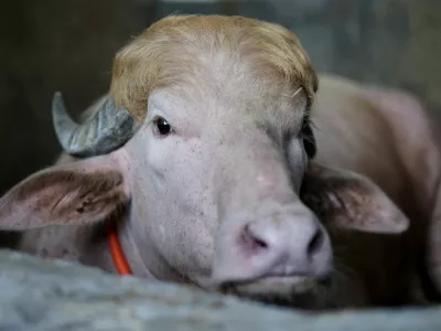 FILE PHOTO: A sacrificial albino buffalo named after U.S. President Donald Trump which recently went viral, is pictured at an agro farm ahead of Eid-al-Adha, in Narayanganj, Bangladesh, May 20, 2026. REUTERS/Mohammad Ponir Hossain/File Photo