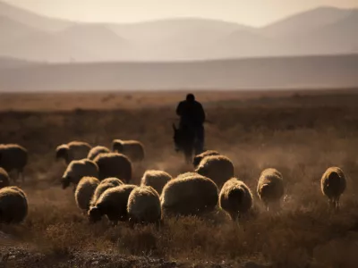 They contribute to the family economy by selling the milk, cheese, yoghurt and meat they obtain by breeding buffalos, cows, sheep and goats, and they travel in large herds to drink water at sunset.