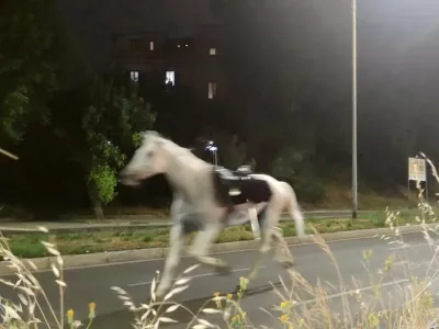 Horses on the loose gallop during the nighttime rehearsals for a parade to mark the 80th anniversary of the Italian Republic, in Rome, Italy, May 29, 2026, in this screengrab obtained from a social media video. Lucio Virzi Fotografo/via REUTERS THIS IMAGE HAS BEEN SUPPLIED BY A THIRD PARTY. MANDATORY CREDIT. NO RESALES. NO ARCHIVES. VERIFICATION: Reuters verified the location from the traffic lights, poles, trees and street layout seen in the video which matched file and satellite imagery of the area. Coordinates: 41.845917, 12.478861. The date was confirmed by the metadata on the original file. / Foto: Lucio Virzi Fotografo