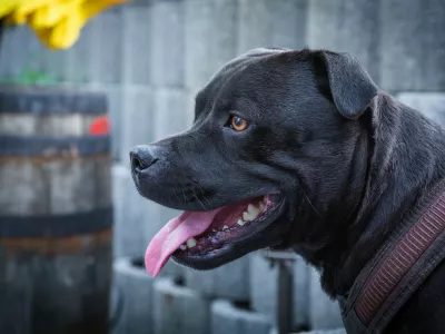 Pes pitbull črne barve. 