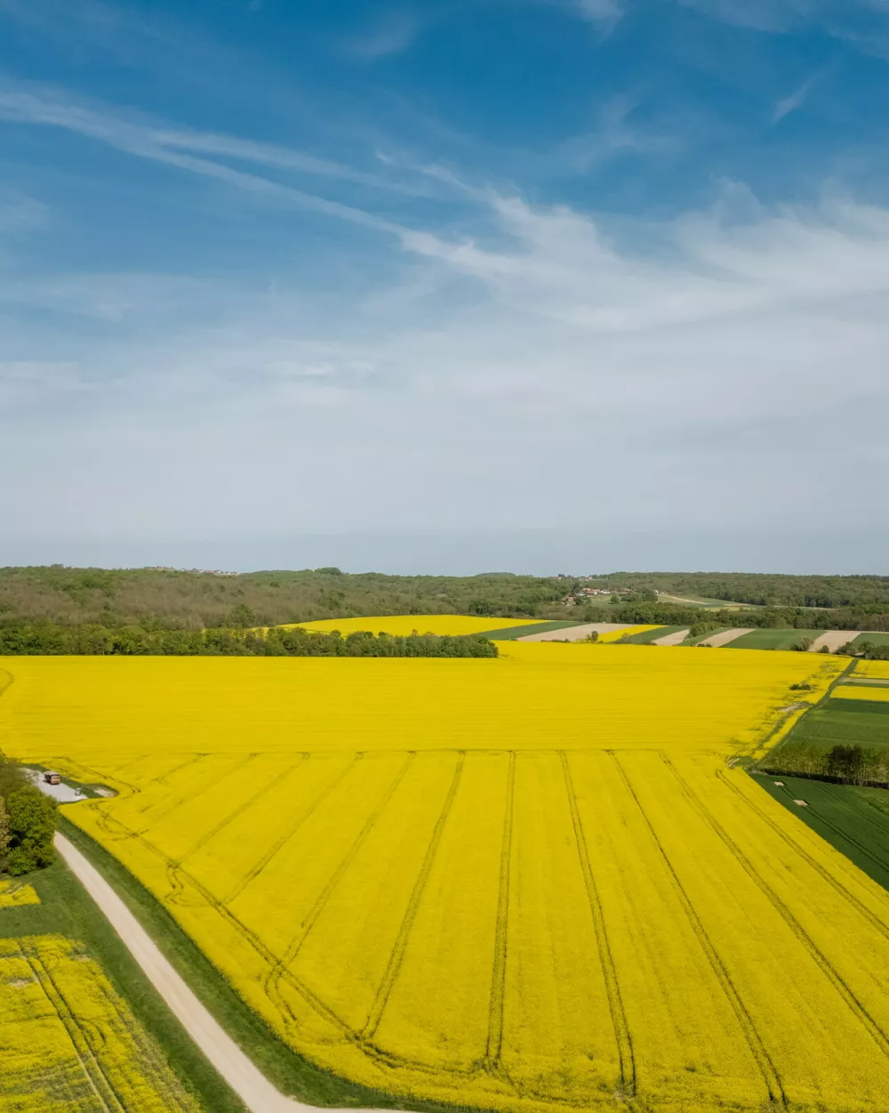 Oljna repica (Foto: Panvita)