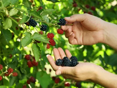 Woman picking ripe blackberries from bush outdoors, closeup / Foto: Liudmila Chernetska