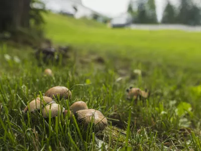 Gobe sredi trate. Slika je simbolična. / Foto: Istock