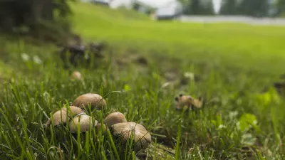 Gobe sredi trate. Slika je simbolična. / Foto: Istock