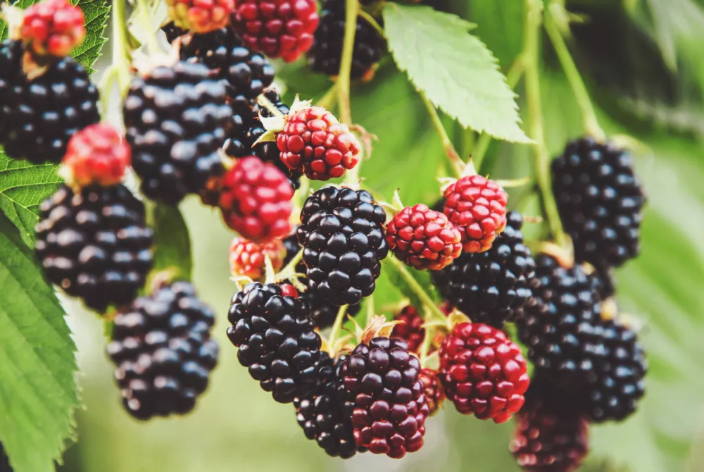 Kako sočne so! / Foto: Istock