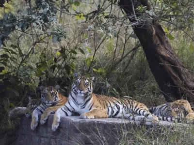 Royal Bengal Tiger, Panthera tigris, female, cubs, Panna Tiger Reserve, Madhya Pradesh, India. / Foto: Ephotocorp