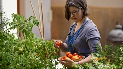 Shot of a woman picking home-grown tomatoes in her garden / Foto: Peopleimages Getty Images