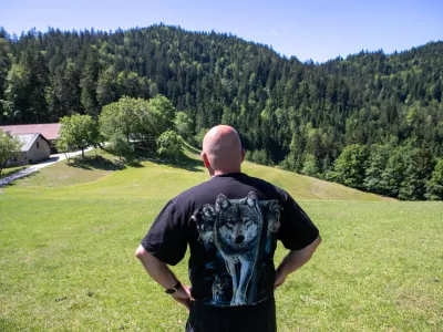 28.5.2026 - reportaža Volk - Volkovi na pohorju - rejec Ovc - ovce - ovcaFoto: Luka Cjuha / Foto: Luka Cjuha