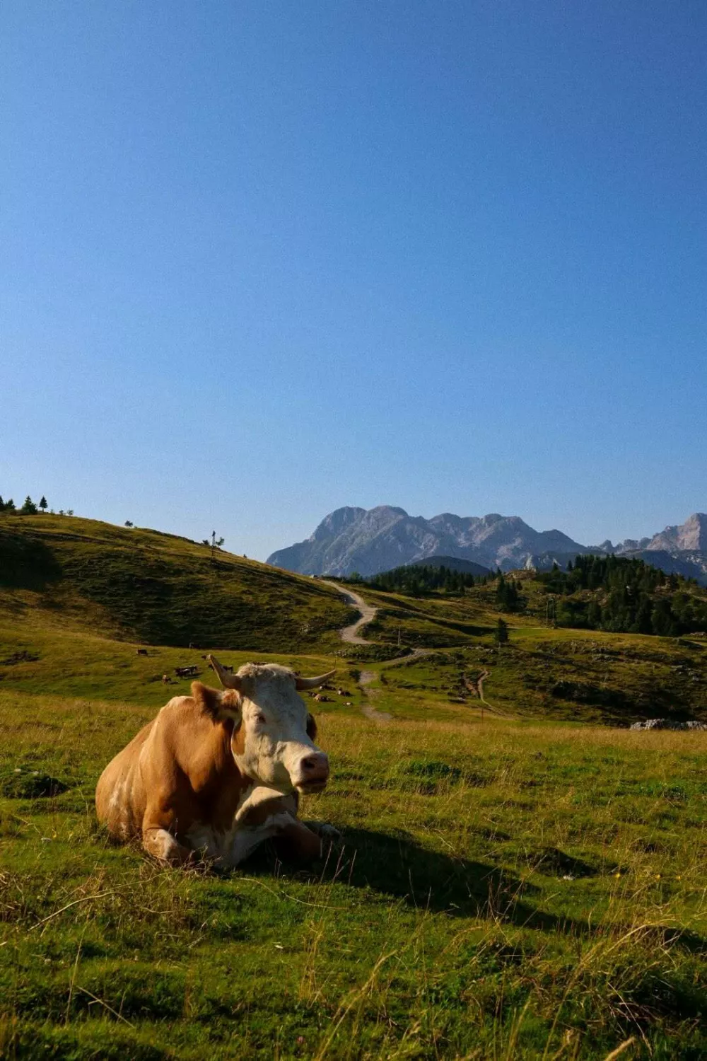 Po dolgi hoji so se krave hitro udomačila na planini, kjer bodo ostale vse do konca jeseni. Foto: Velika planina
