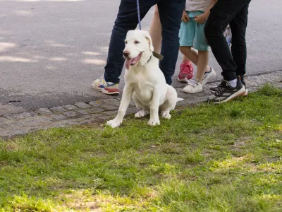 Happy dog sitting near people during outdoor gathering in city park. Companionship, public space, and everyday life with pets.