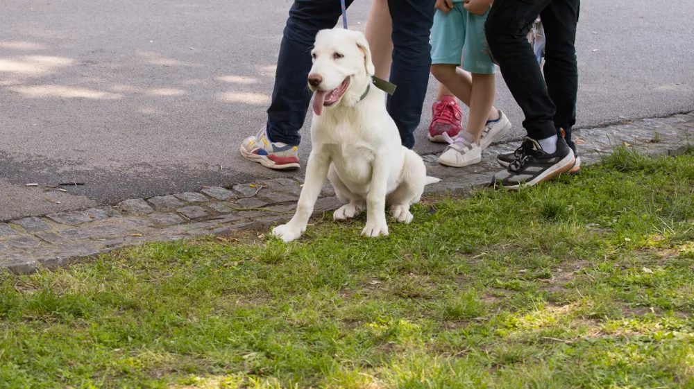 Happy dog sitting near people during outdoor gathering in city park. Companionship, public space, and everyday life with pets.